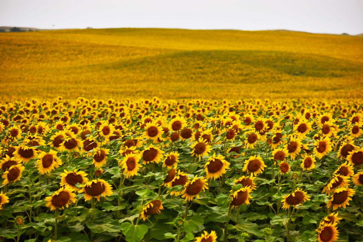 Sunflowers